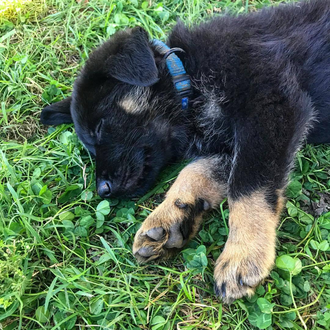 cute adorable sleeping puppy